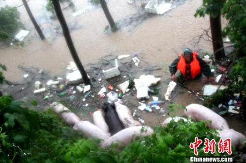 荆门市沙洋县洪水图片